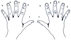 Nummering van de vingers